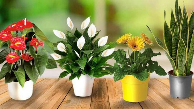 Чем подкормить комнатные цветы в домашних условиях