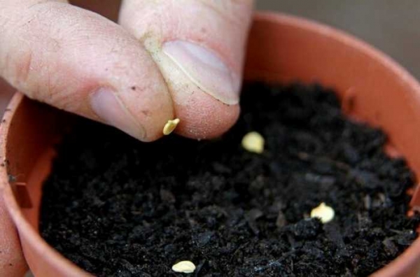 Выращивание рассады сладкого перца из семян