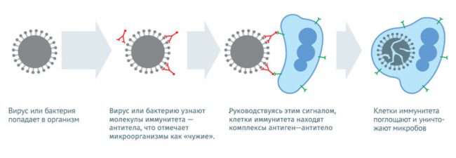 Главный санитарный врач России заявила, что прививка от COVID 19 не нужна тем, у кого есть антитела