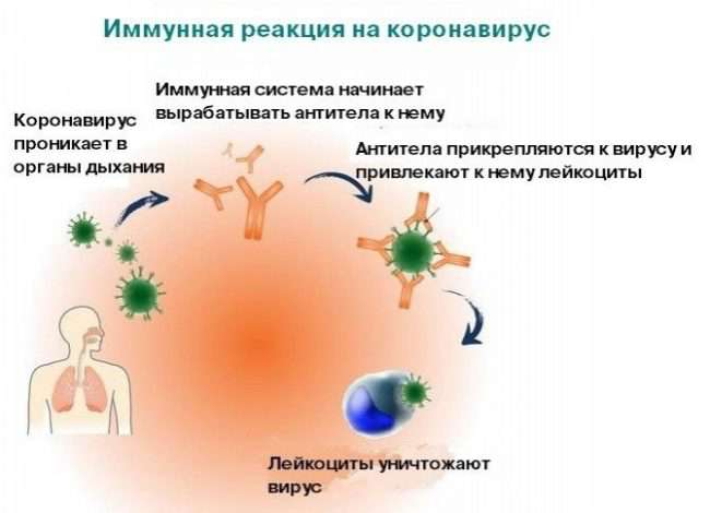 Главный санитарный врач России заявила, что прививка от COVID 19 не нужна тем, у кого есть антитела