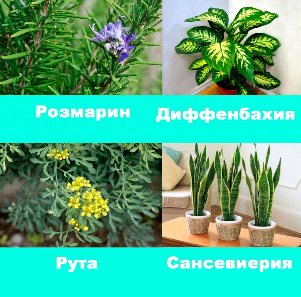 Комнатные растения, способные защитить от порчи и сглаза