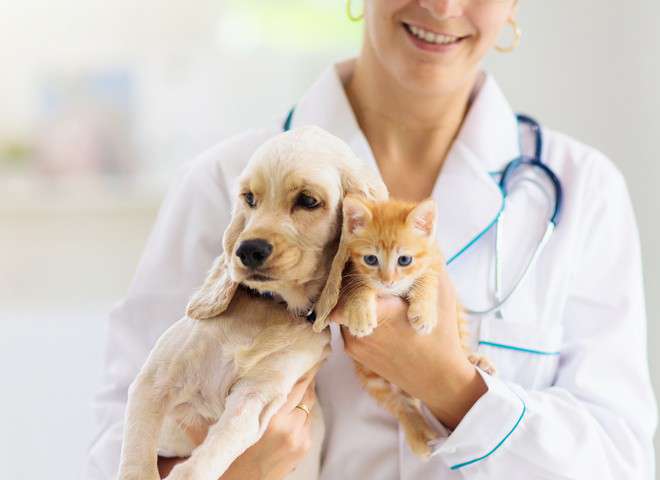 Ушной клещ у котов и собак: симптомы, обработка, лечение