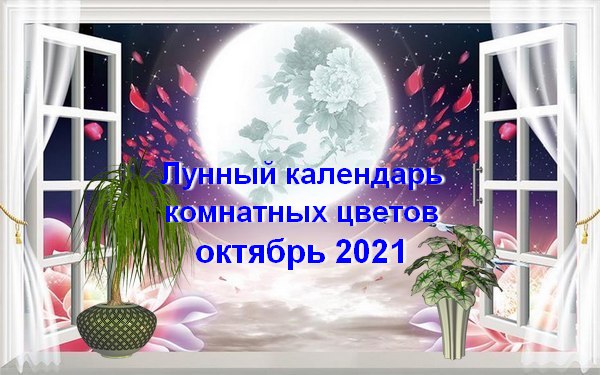 Лунный календарь комнатных растений на октябрь 2021 года