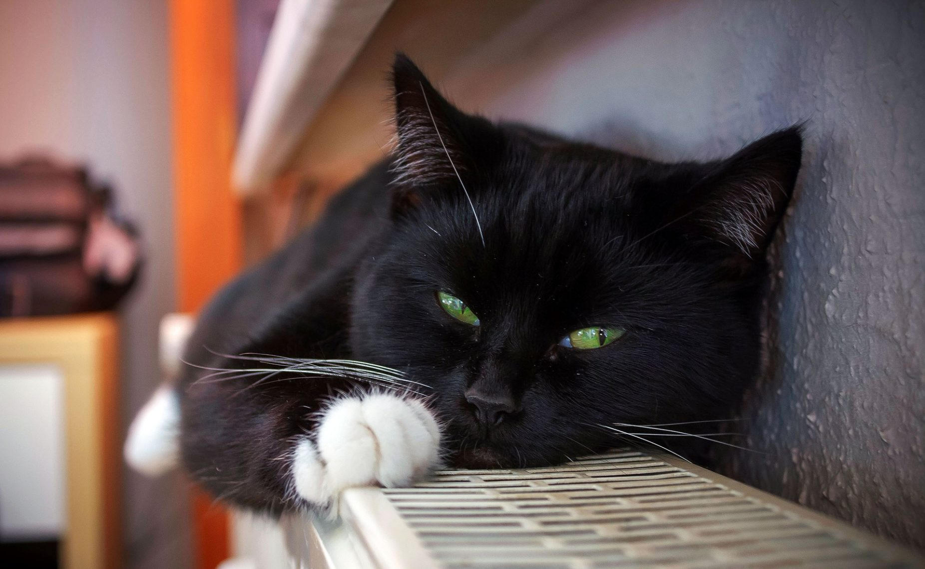 Энергетика черных котов: развенчиваем мифы