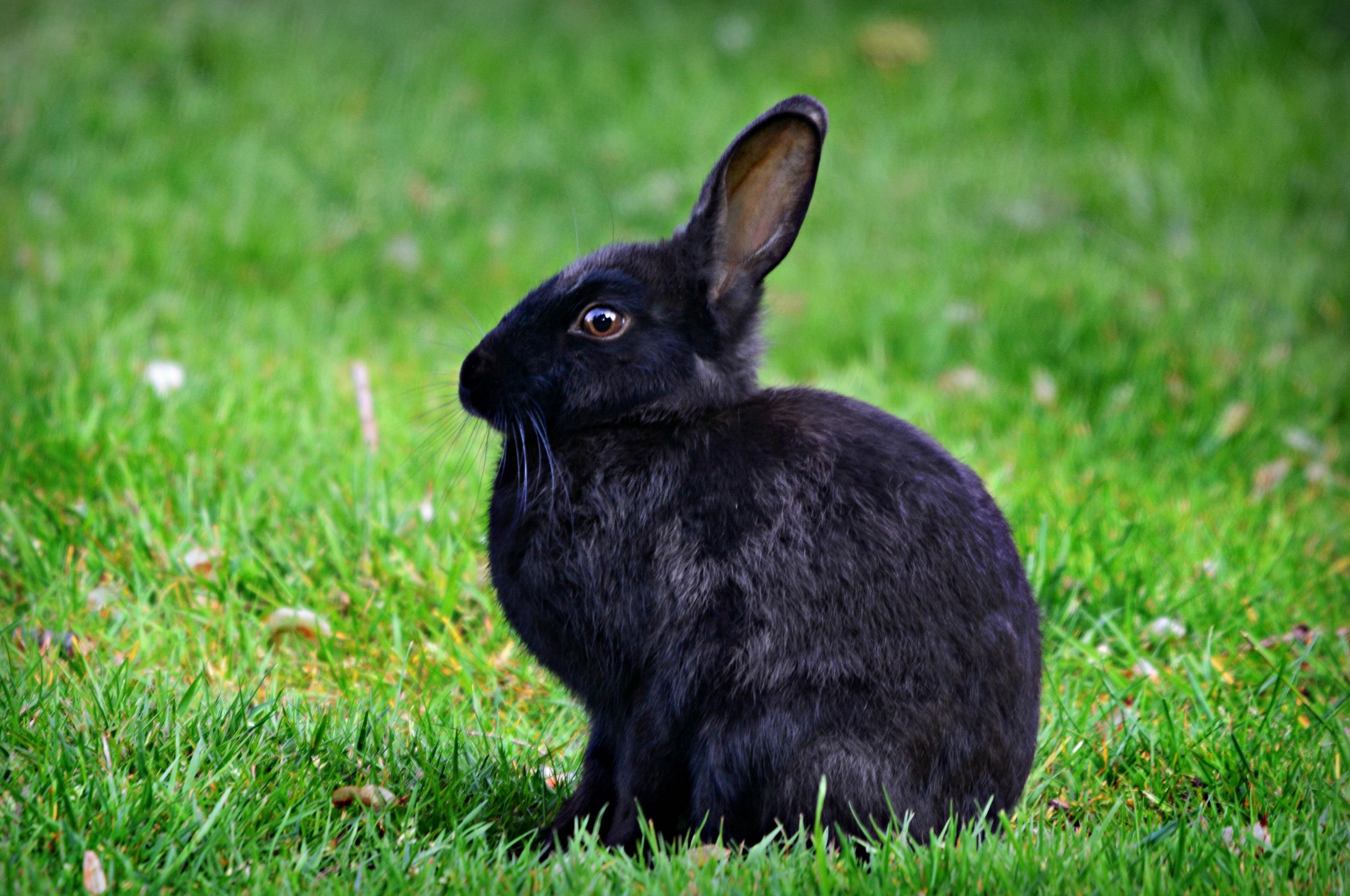 Животное-покровитель 2023 года: что важно знать о Водяном Кролике
